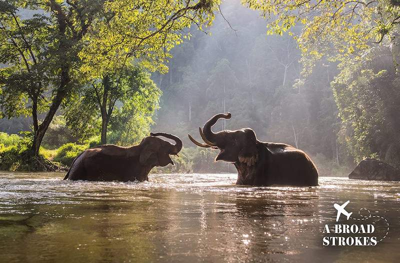 Bagaimana gajah di Thailand (dan Nora Ephron) membantu saya merasa kuat sekali