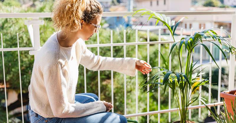 Não, a jardinagem não para quando as temperaturas devem ser 4 plantas para marcar agora