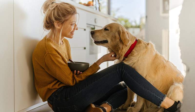 Makanan hewan peliharaan membingungkan dari bagaimana cara memutuskan untuk memberi makan anjing Anda, sekali dan untuk semua