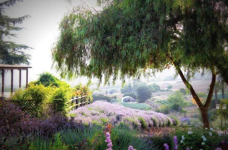 Makluman Perjalanan Dreamy Anda boleh menempah penginapan di ladang lavender yang sebenarnya