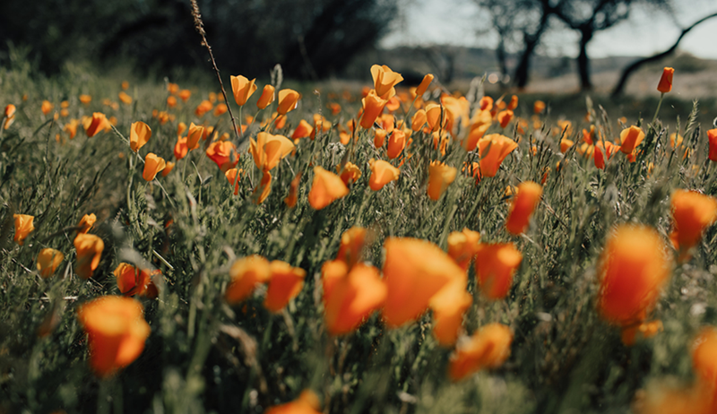 Les champs de fleurs sauvages sont plus que simples à regarder, c'est exactement comment vous pouvez aider à les préserver