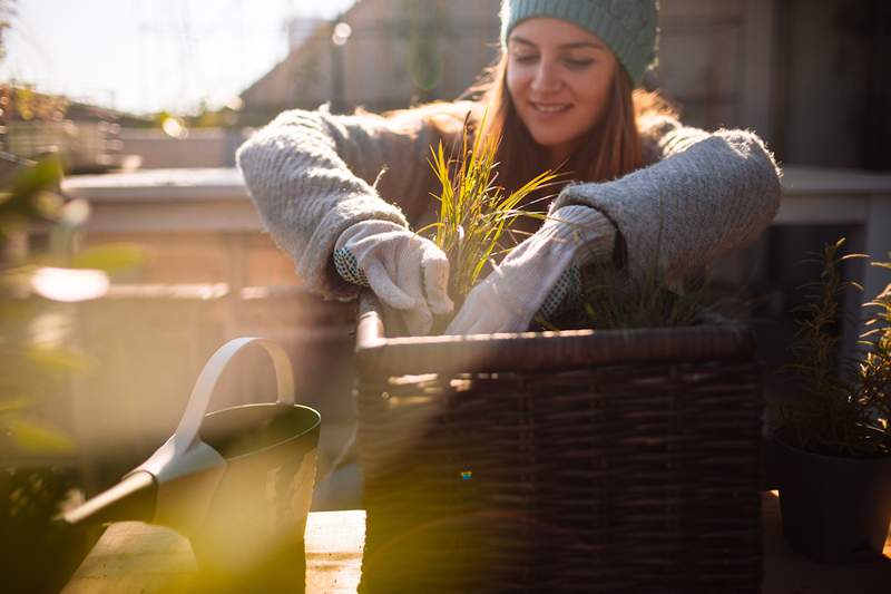 80% dos jardineiros relatam um impulso de humor cada vez que plantam, são 6 maneiras de manter a faísca de jardinagem viva durante o inverno