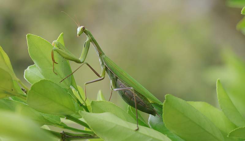 Den symbolske betydning af krydsning af stier med en majestætisk bedende mantis