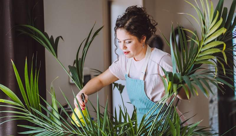 Uw planten verdienen een wellnessroutine, te hier is degene die geen tuinman zou moeten zonder