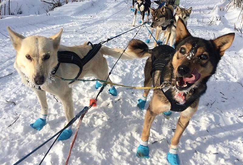 Un flux rempli de chiens de traîneau est la seule chose qui me garde saine