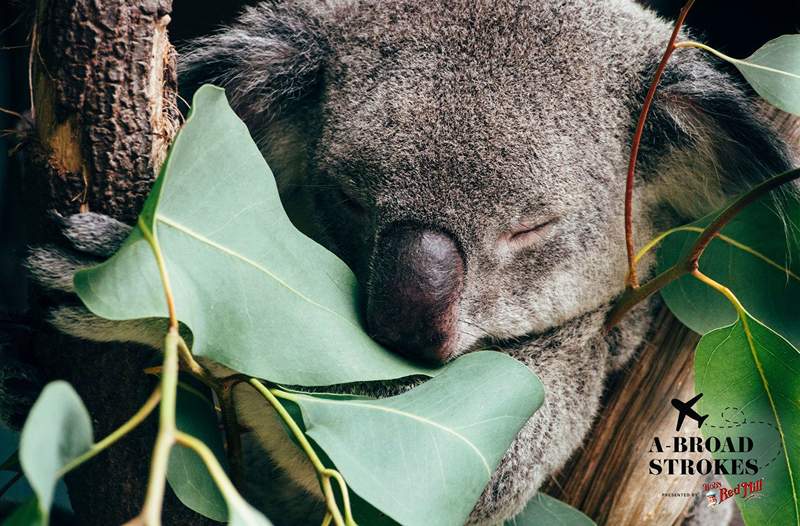 Come piangono lacrime catartiche di gioia in un santuario australiano di Koala mi hanno liberato