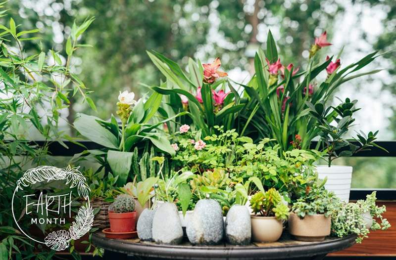 4 chiavi per mantenere sano il tuo mini-garden, secondo l'ultima signora delle piante