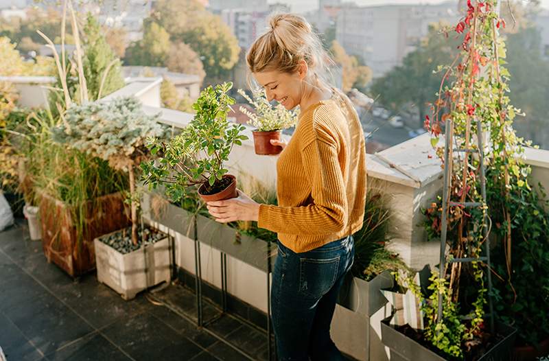 6 verktøy og produkter du trenger for hagearbeidssettet ditt