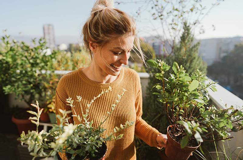 Companion Planting è il modo più verde per far prosperare il tuo giardino di erbe