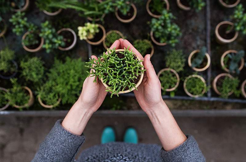 Hvordan velge en plante som er lykkelig og sunn-og hva du kan unngå