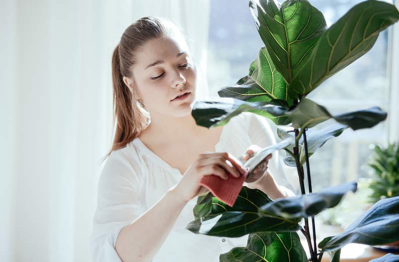 9 vihjettä, jotka auttavat sinua tunnistamaan ja ratkaisemaan yleiset huonekasvaongelmat