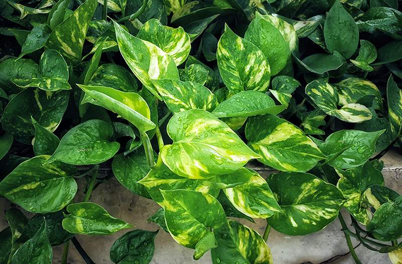 Come prendersi cura dei pothos, la robusta bellezza verde * chiunque * può rimanere in vita