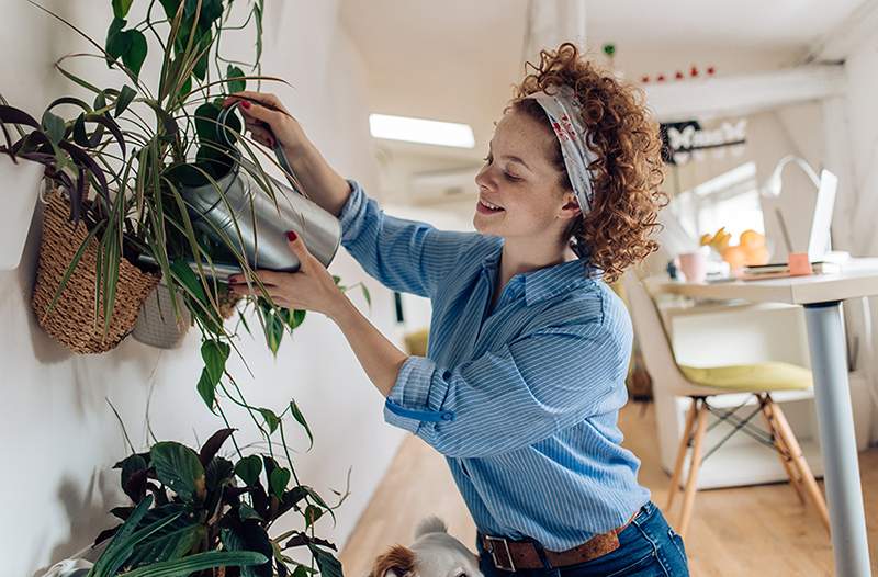 Den overraskende plante gødning, du allerede har fået i dit køleskab