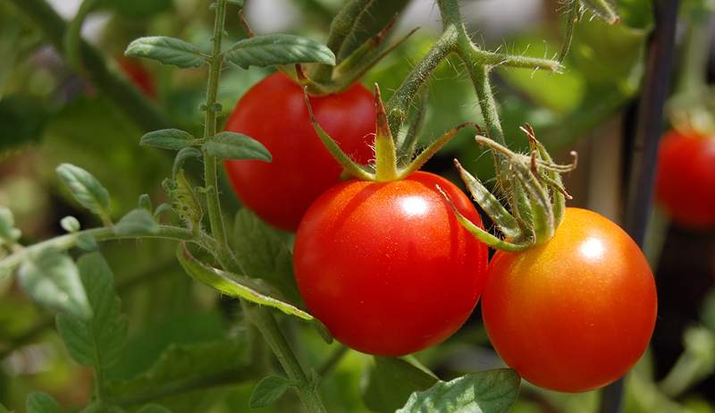 Cómo cultivar su propio jardín de salsa-aka, el tipo de jardín más delicioso