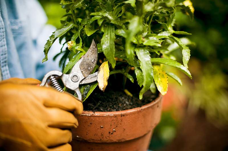 La seule compétence dont vous avez besoin pour encourager une croissance saine pour vos plantes