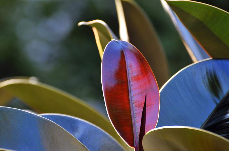 La dernière tendance des plantes d'intérieur? Variétés des feuilles noires