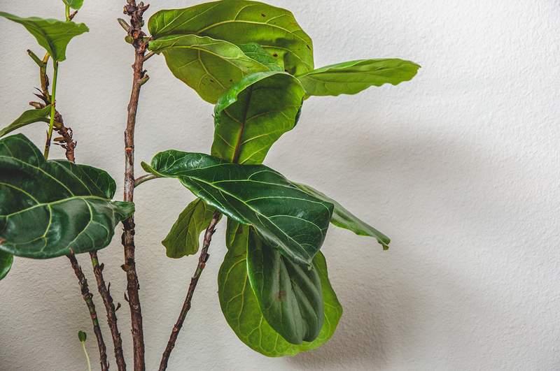 Cómo saber cuándo es el momento de misericordios a su planta moribunda