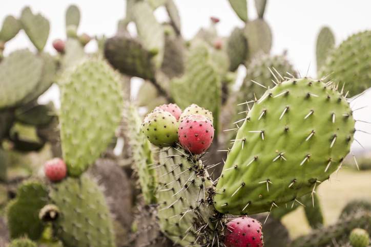 Por qué deberías comer más cactus, el alimento amigable con las instituciones que lucha contra la inflamación