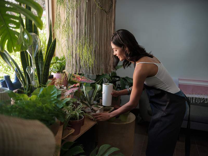 De 'it' -plant van volgend jaar zal je plaats er zo rijk uit laten zien