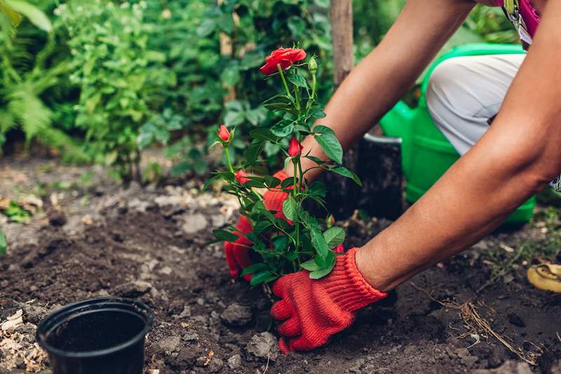 4 Beste Easy-Care Rose-Sorten, um zu Hause zu wachsen