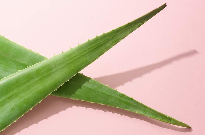 Non solo per le ustioni qui ci sono 7 modi in cui l'aloe vera può nutrire la pelle