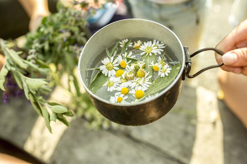 Cosa coltivare in un giardino da tè di erbe fresche e fiori profumati