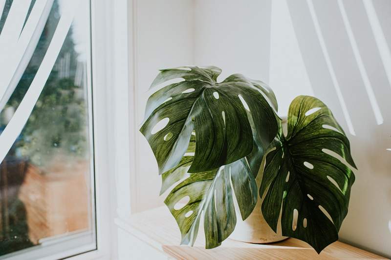 4 tegn på, at din plante beder om en større gryde