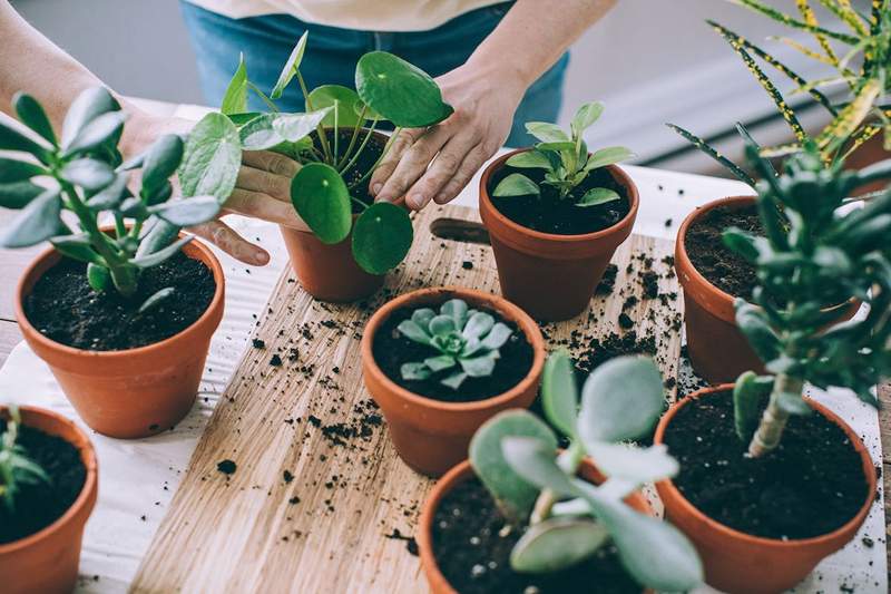 Varför Terra Cotta -krukor kan vara din räddande nåd om du övervatten dina växter