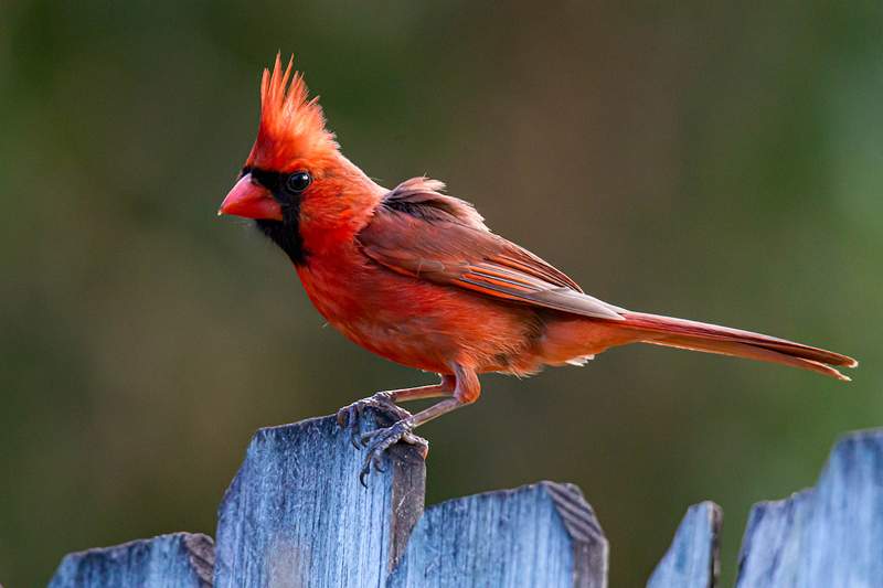 El significado simbólico de cruzar caminos con un brillante cardenal rojo