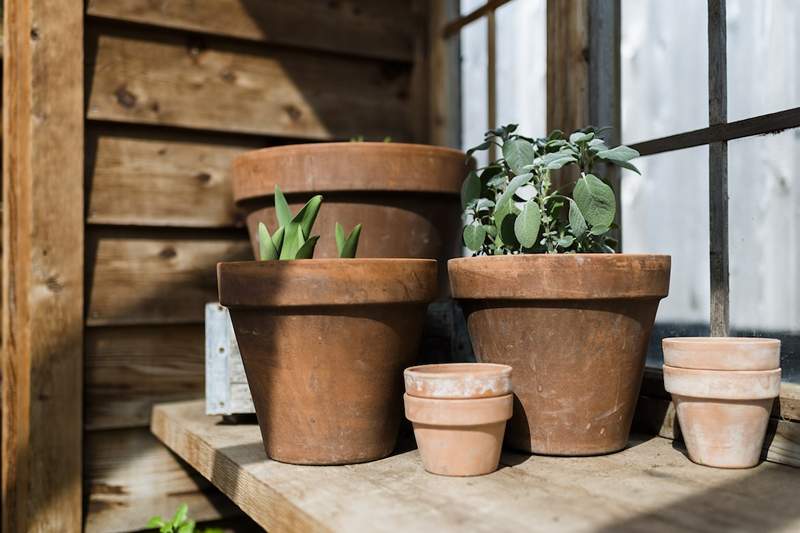 Sauter cette étape avec vos pots en terre cuite pourrait sécher vos nouvelles plantes