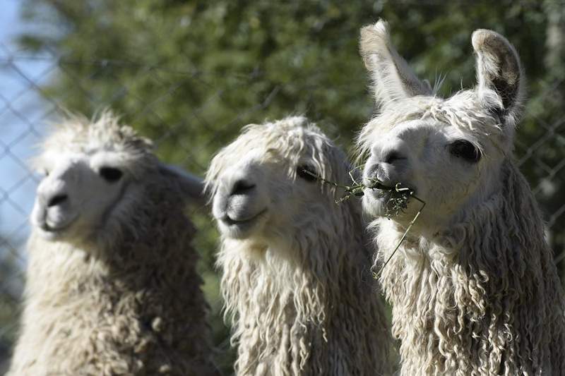 Briser l'impact thérapeutique des animaux comme «César le no drame llama»