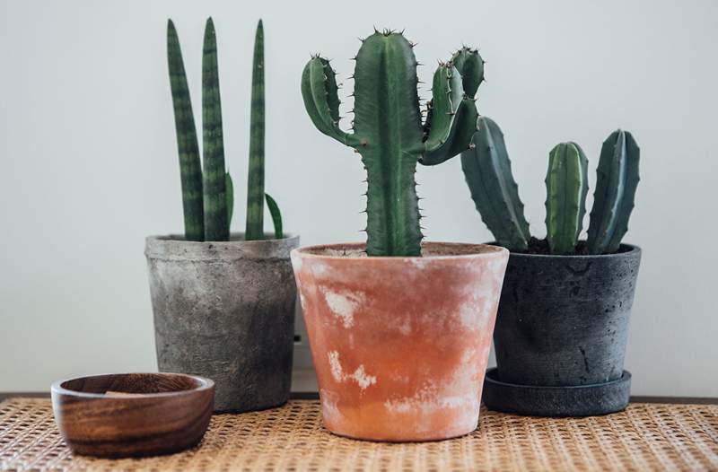 Cómo cuidar su cactus, la planta de interior de todas