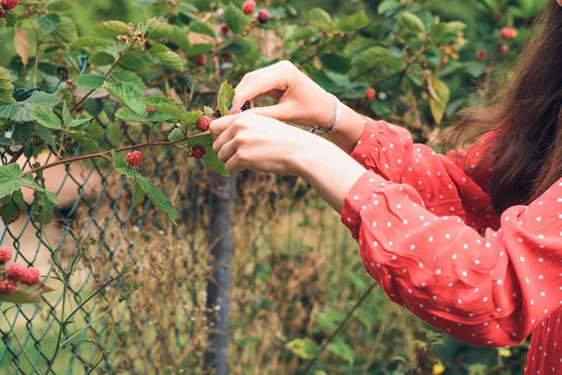 6 de las frutas más fáciles de crecer en su jardín