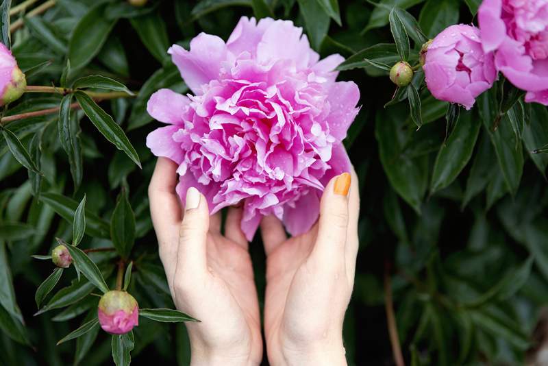 8 lindas plantas perenes para plantar no outono, antes da primeira geada