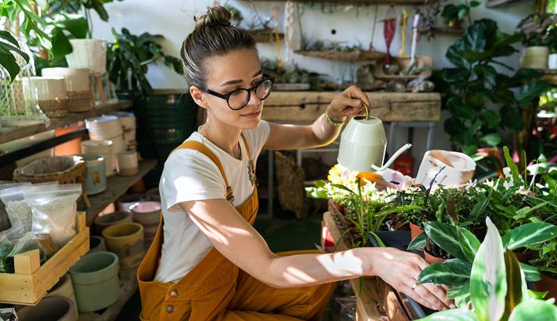 A planta de casa que pode passar 2 semanas sem água é…