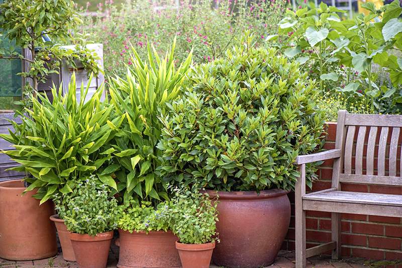 Cómo prevenir grietas en sus ollas de terracota, según un experto en jardinería