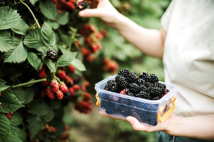 Maturi contro frutta e verdura acerba offrono benefici per la salute molto diversi, come si confrontano