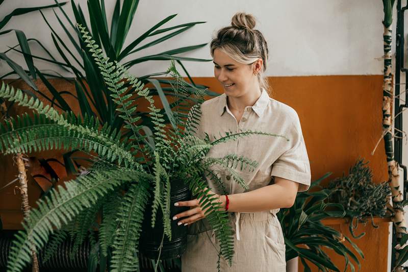 Sí, las plantas pueden absorber el sonido, ya que hay 5 bellezas de hoja que ayudarán a rechazar el volumen de su hogar