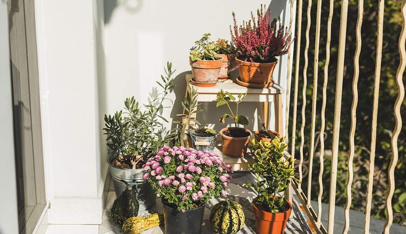 Saya menumbuhkan kebun kecantikan saya sendiri untuk perawatan DIY, ini bagaimana Anda bisa juga