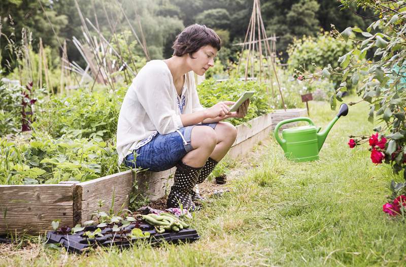 11 Tip Berkebun Hak Gagal Untuk Pemula, Menurut Profesional Tanaman