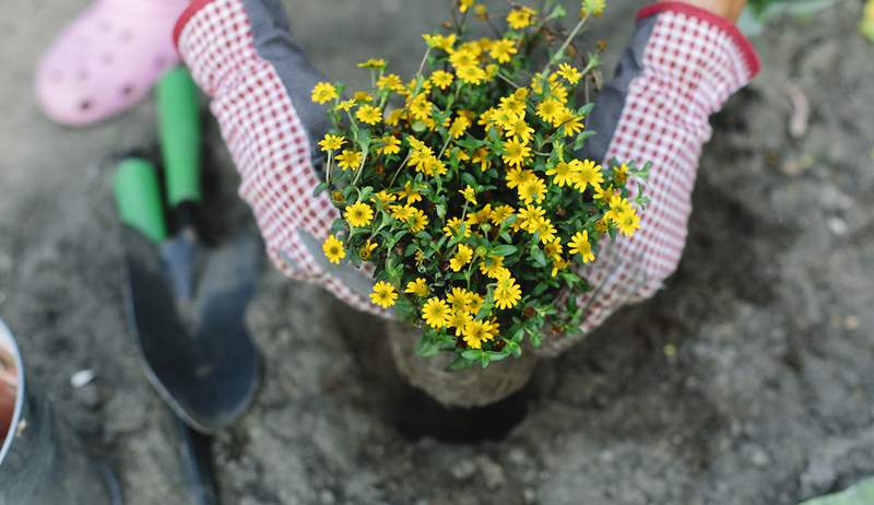 Las 5 semillas de flores de removimiento más rápida para plantar, para cuando quieras flores lo antes posible