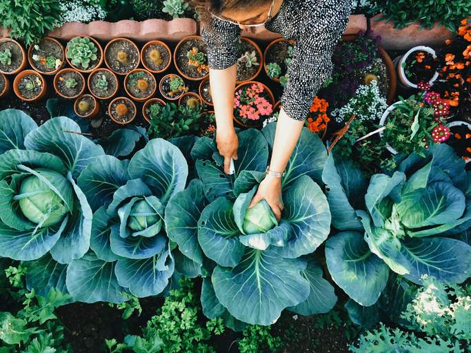 Como praticar a agricultura regenerativa em seu próprio jardim doméstico