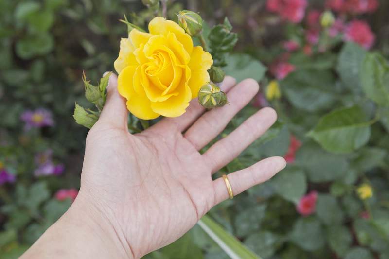 O significado simbólico de uma rosa amarela brilhante e por que uma rosa vermelha é diferente