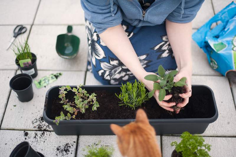 De 9 beste kruiden om te planten die nu zullen duren door herfst en winter