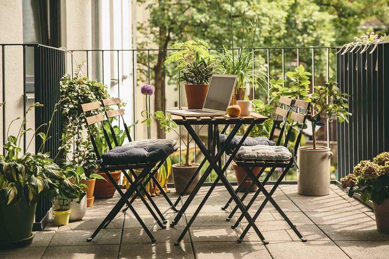 5 indoor-outdoor planten die dol zijn op een seizoensgebonden verandering van omgeving