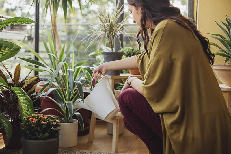 Kan ikke se om planten din er tørst eller ikke? Dette enkle vannhakket vil hjelpe