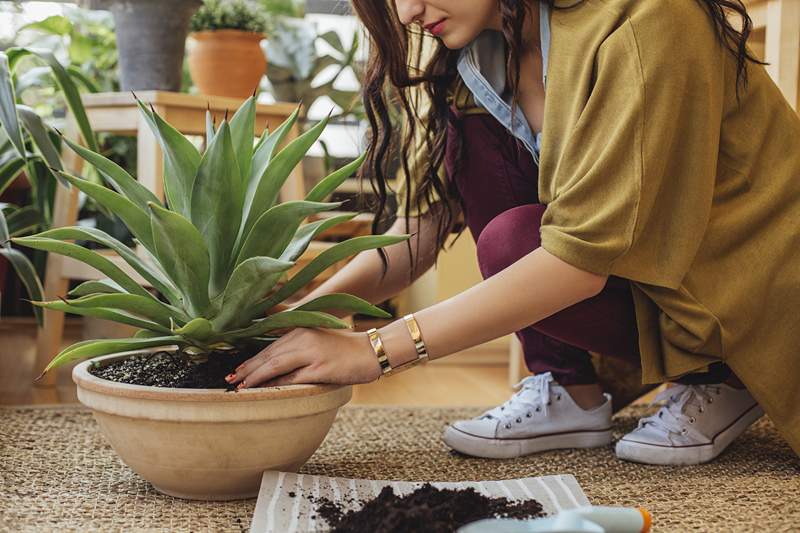 Hvordan man slipper af med bugs på indendørs stueplanter og holder dem væk