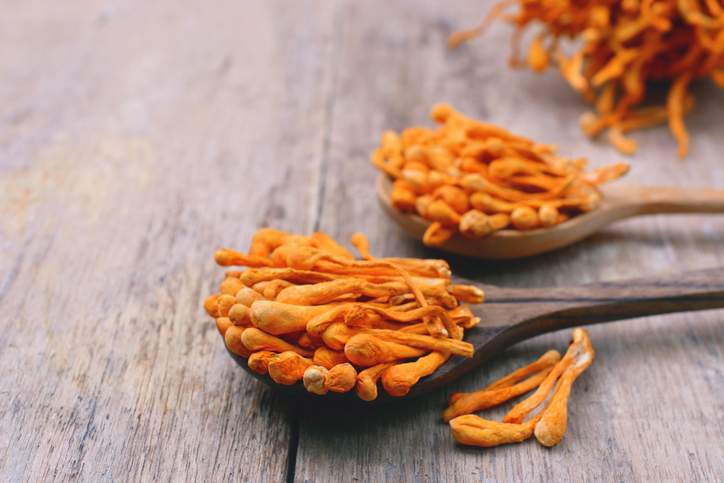 Ingin tahu tentang Cordyceps? Inilah semua pakar yang ingin anda ketahui