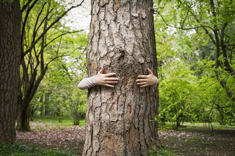 Dit zijn de voordelen van boom knuffelen, rechtstreeks van een boswachter die het altijd doet