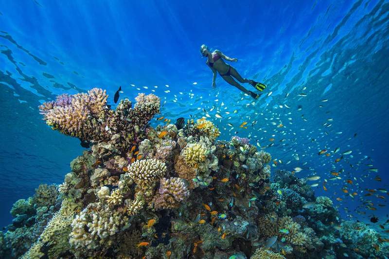 Puedes ayudar a guardar los arrecifes de coral del mundo jugando este juego en tu teléfono